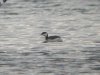 Slavonian Grebe at Paglesham Lagoon (Steve Arlow) (88307 bytes)